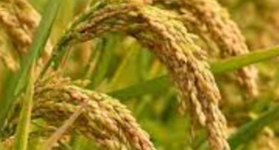Paddy Collection Underway Across Key Districts